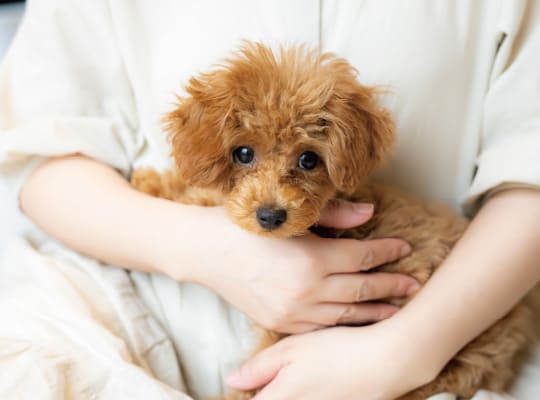 ペット用の足洗い場設置